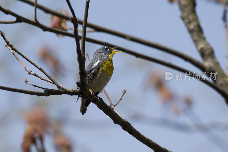 北部 Parula 莺 (Parula pitiayumi)